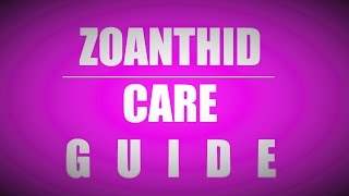 Zoanthid care guide beginners [upl. by Lothair]