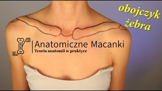 Anatomiczne macanki  palpacja dla masażystów i studentów fizjoterapii obojczyk żebra [upl. by Stafani]