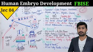 Human development class 12  Development of embryo in human by irtisams biology [upl. by Nesnar276]