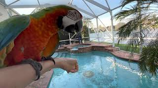 3 Things You Must Know Before Getting A Macaw Parrot [upl. by Nylg]