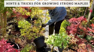 Hints amp Tricks for Growing Strong Maple Bonsai [upl. by Nella]