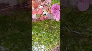 How To Cut amp Store Coriander Leaves  Ways To Clean Coriander Leaves  Basic Cooking hams food [upl. by Lucais]