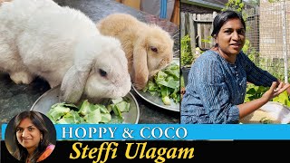 Hoppy meets Coco  Harvesting Vegetables from the Garden  Steffi Ulagam [upl. by Belsky]