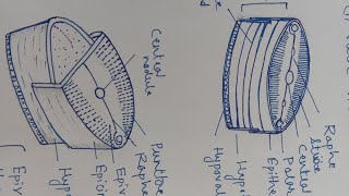 Frustule Structure of Pennate and Centric Diatoms  Dr Govind Kumar Barupal [upl. by Wolfie]