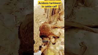 सड़ा गला आहार खाने से पशुओं में यह रोग हों जाता है 👆 acidosis in cattle calf  like  subscribe [upl. by Dian846]