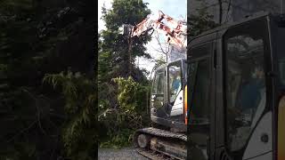 abatage dun sapin pour une installation dune fosse septique [upl. by Ivo]