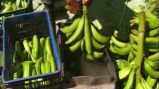 How Its Made 02 Plantain Chips [upl. by Noryb]