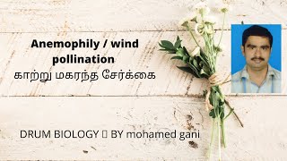 Anemophily  wind pollination  காற்று மகரந்த சேர்க்கை in tamil and English by mohamed gani [upl. by Allisirp]