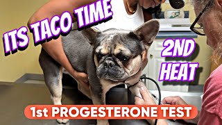 Taco’s First Progesterone Test Pups Coming Soon🐶🤞🏾 [upl. by Htidra]