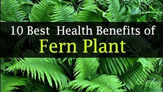 Benefits of Ferns to Humans  Medicinal amp Traditional Uses [upl. by Yecies]