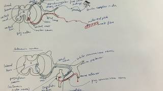 104Monosynaptic reflex arc Autonomic neurons [upl. by Nnyrat815]