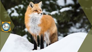 Red Fox Sounds Sounds Foxes Actually Make [upl. by Ahtnams]