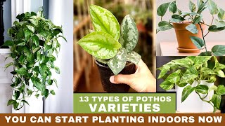 13 Types of Pothos Varieties  Best Pothos to Grow [upl. by Ahsenod743]