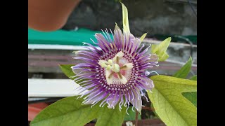 Passion Flower  Its care and growing conditions of Passion Flower or Passiflora Vine [upl. by Ognimod]