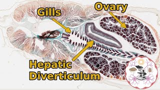 Lancelet Amphioxus  General Anatomy [upl. by Orfield611]