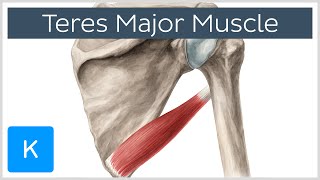 Teres Major Muscle  Origin Insertion amp Action  Human Anatomy  Kenhub [upl. by Rengaw]