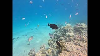 Egypt Hurghada Coral reef Makadi Bay amp Sharm El Naga Beach  Хургада 2024 [upl. by Dlnaod]