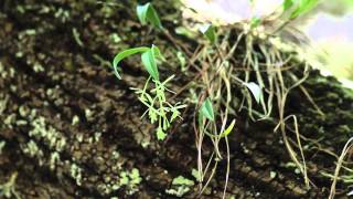 Greenfly Orchids Epidendrum magnoliae in situ [upl. by Jevon949]