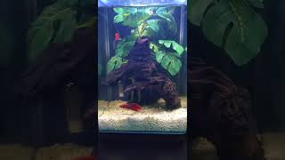 Marineland 5 gallon Portrait tank with betta [upl. by Goda586]