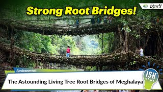 The Astounding Living Tree Root Bridges of Meghalaya  ISH News [upl. by Znieh407]