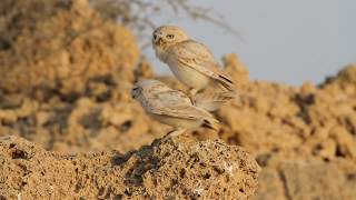 Little Owl Mating [upl. by Chauncey]