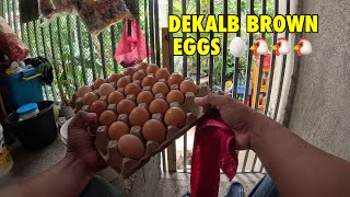 Dekalb Brown eggs mga ka noypi [upl. by Kerat]