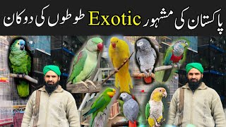 Most Exotic Birds Shop In Pakistan  MacawAmazonRingneck and talking parrots etc  Birds Market [upl. by Enohpets]