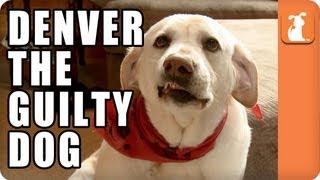 Denver the Guilty Dog  Memed [upl. by Hallagan512]