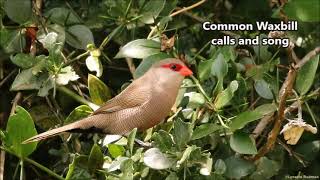 Common Waxbill calls and song [upl. by Epner857]