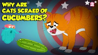 Why are Cats Scared of Cucumbers  Cats vs Cucumber  Funny Scared Kitty  The Dr Binocs Show [upl. by Jakie909]