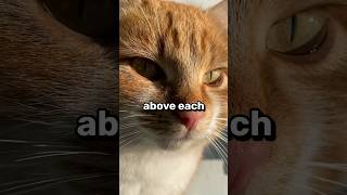 How Many Whiskers Do Cats Have 🐱 shorts cat cats pet pets [upl. by Mur]