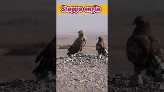 Steppe eagle [upl. by Nivar]