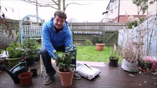 Repotting a Plant Camellia Japonica [upl. by Aivat17]