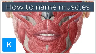 How are muscles named  Terminology  Human Anatomy  Kenhub [upl. by Tilden370]