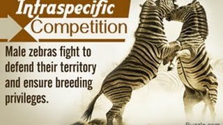 12 Examples of Intraspecific Competition [upl. by Eelymmij837]