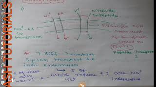 ABSORPTION OF AMINO ACIDS DIPEPTIDES TRIPEPTIDESANTIGENFUNCTION OF M CELLS [upl. by Trik687]