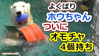 よくばりホウちゃん💗ついにオモチャ4個持ち【天王寺動物園】 [upl. by Hgielhsa]