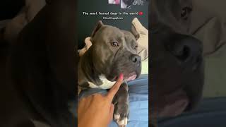 XL Bully Lovers Will Regret Not Watching This Heartwarming Video puppy pitbull shorts [upl. by Etterual859]