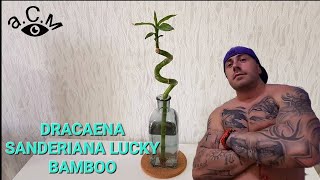 DRACAENA SANDERIANA LUCKY BAMBOO аСм [upl. by Lorita376]