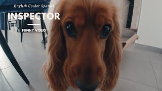 🐶Fluffy inspector🐾Dog checks everything🐕 English Cocker Spaniel  Robby in bad mood🧡 [upl. by Ronacin]