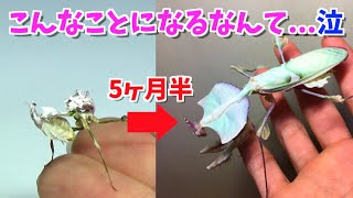 【衝撃】ニセハナマオウカマキリの飼育を始めますニセハナマオウカマキリ飼育20191Idolomantis Diabolica  Devil Flower Mantis [upl. by Ojiram]