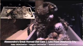 2014 02 27 Alessondras Owl feeding [upl. by Anabel]