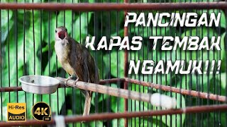 PANCINGAN MASTERAN SUARA KAPAS TEMBAK GACOR NGAMUK [upl. by Enrol]