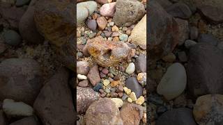 Limonite Stained LSA agate rockhounding rocks nature [upl. by Teerell]