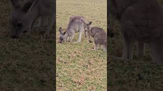 very active baby kangaroo amp mother is their shelter enjoyeverymoment shortfeed 2024 australia [upl. by Eisenberg]