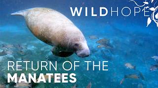 Manatees finally return to these restored Florida rivers  WILD HOPE [upl. by Darooge]