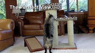 The Purrfect View Cat Scratcher by Purrfect Post [upl. by Mureil]