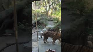 “Pacing The Cage” Tim Cooney SunTurtle Studio art musicvideo savethetiger wildlifefund [upl. by Nelhsa]