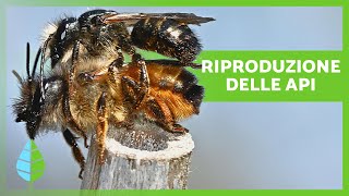 Come si RIPRODUCONO le API 🐝  Curiosità sulle Api [upl. by Flora426]