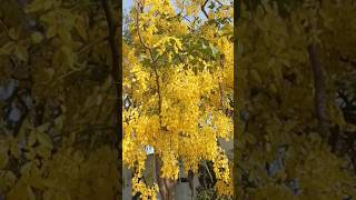 Golden Shower Tree  Amaltas Ke Fayde Amaltas Tree Amaltas Amaltas Ka Ped Amaltas Ki Fali Fayde [upl. by Donny]